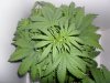 New indoor grow 052.jpg