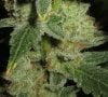 Trainwreck #1 - 2 - closeup.jpg