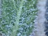 trich_3-26-a.jpg