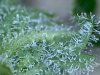 trich_3-26-b.jpg