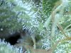 trich_3-26-c.jpg