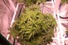 4x4 Week 1 Day 1 Of Flower 010 (800x533).jpg