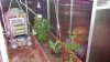 Blossoms 2 day grow light temp..jpg