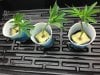 Mystery Clones Taken March 31.jpg