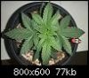 246204d1227153979t-3-week-old-cfl-grow-dscf3628.jpg