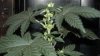 cfl grow 012.jpg