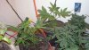 cfl grow 014.jpg