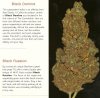 black domina-russian.jpg