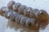 stinkbug eggs day 8a.jpg