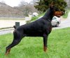 doberman-pictures.jpg