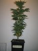 Week 2 Flowering 001.jpg