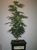 Week 2 Flowering 002.jpg