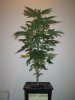 Week 2 Flowering 003.jpg