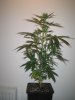 Week 2 Flowering 010.jpg