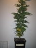 Week 3 Flowering 001.jpg