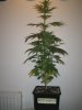 Week 3 Flowering 004.jpg