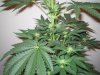 Week 3 Flowering 005.jpg