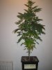 Week 3 Flowering 006.jpg