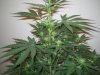 Week 3 Flowering 010.jpg