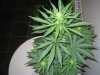 Week 3 Flowering 011.jpg