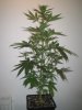 Week 3 Flowering 013.jpg