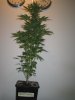 Week 4 Flowering 001.jpg