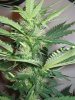 Week 4 Flowering 003.jpg