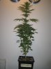 Week 4 Flowering 004.jpg