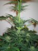 Week 4 Flowering 005.jpg