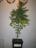 Week 4 Flowering 006.jpg