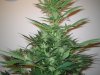 Week 4 Flowering 007.jpg