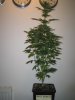 Week 4 Flowering 008.jpg