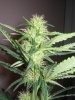 Week 4 Flowering 009.jpg