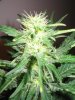 Week 4 Flowering 011.jpg