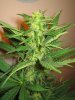 Week 4 Flowering 014.jpg