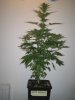 Week 4 Flowering 015.jpg