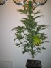 Week 4 Flowering 017.jpg