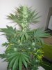 Week 4 Flowering 018.jpg