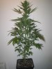 Week 4 Flowering 019.jpg