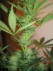 Week 4 Flowering 020.jpg