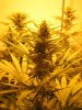 Week 4 Flowering 021.jpg