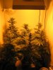 Week 4 Flowering 022.jpg