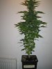 Week 5 Flowering 001.jpg