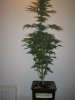 Week 5 Flowering 003.jpg