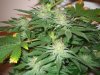 Week 5 Flowering 004.jpg