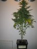 Week 5 Flowering 005.jpg