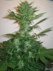 Week 5 Flowering 006.jpg