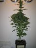 Week 5 Flowering 007.jpg