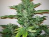 Week 5 Flowering 011.jpg