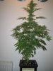 Week 5 Flowering 012.jpg